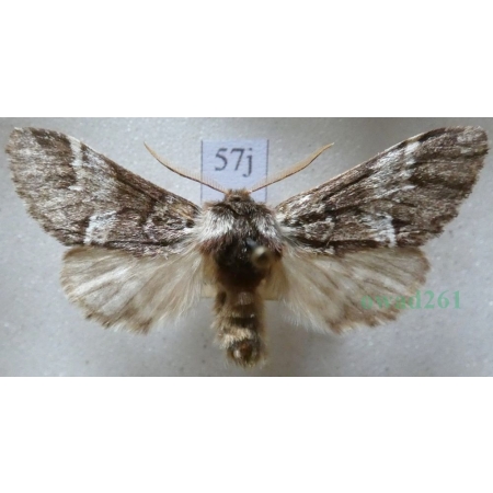 Drymonia dodonaea (Denis & Schiffermüller, 1775) male Dąbrówka dodona Czech57j